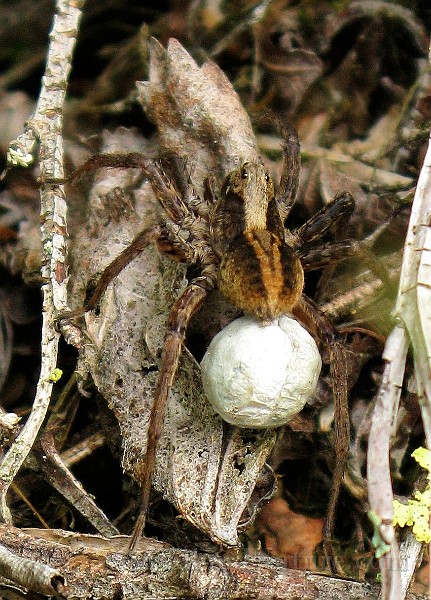 Lycosidae01a.JPG