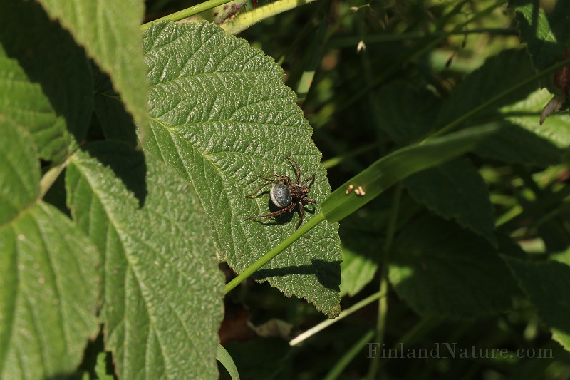 Lycosidae02 (0963).JPG