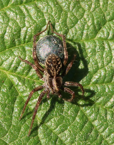 Lycosidae02 (0977).JPG