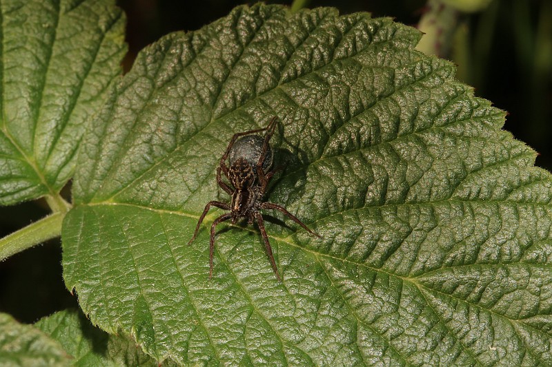 Lycosidae02 (0983).JPG