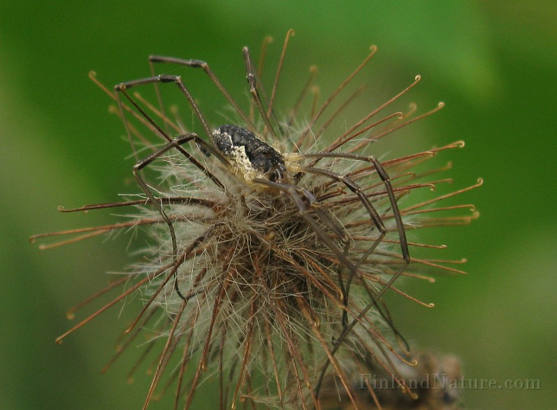 Phalangium opilio (Hornlocke) (1).jpg