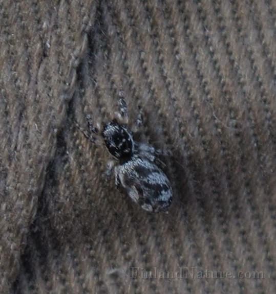 Spider01(8563).JPG