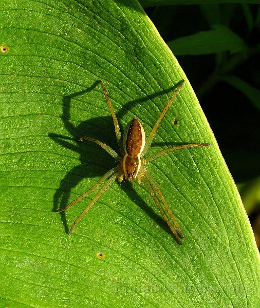 Spider02 (2774).JPG -                                
