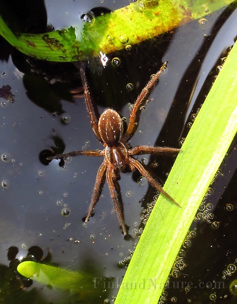 Spider03 (2783).JPG -                                
