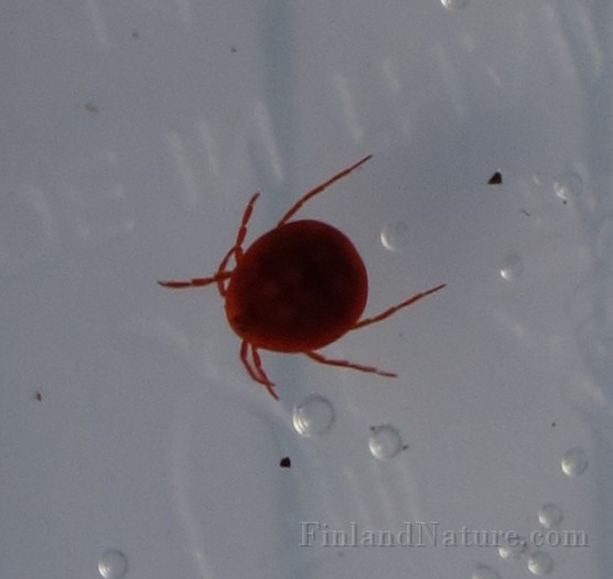 Tick01 (8553).JPG