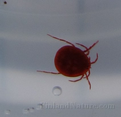 Tick01 (8555).JPG