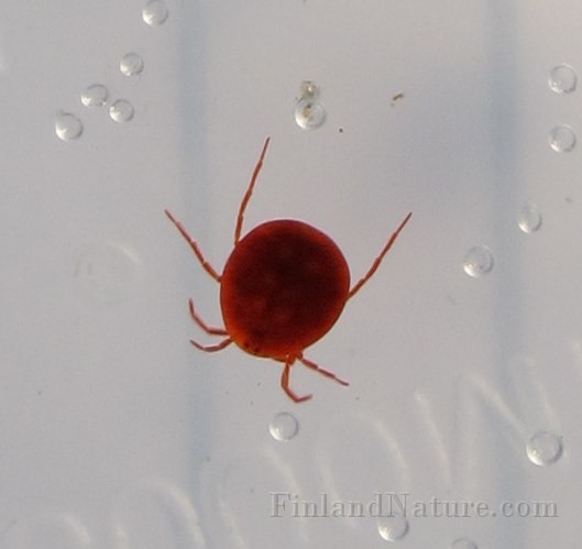 Tick01 (8556).JPG