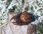 Agalenatea redii(1)