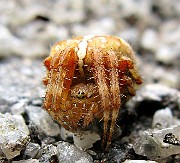 Agalenatea redii(4)