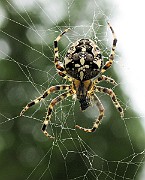 Araneu01d