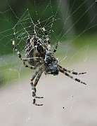 Araneus01a