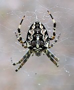 Araneus01b