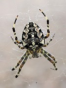 Araneus01c