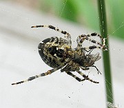 Araneus01e