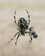 Araneus01f