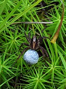Lycosidae01 (2384)