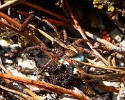 Lycosidae01(0286)
