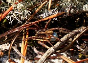 Lycosidae01(0289)