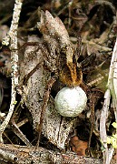 Lycosidae01a