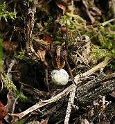Lycosidae01b