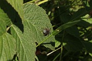 Lycosidae02 (0963)