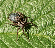 Lycosidae02 (0974)