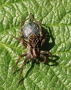 Lycosidae02 (0977)