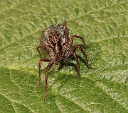 Lycosidae02 (0979)