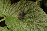 Lycosidae02 (0983)