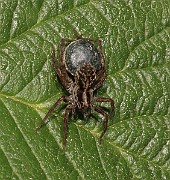 Lycosidae02 (0985)