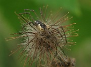 Phalangium opilio (Hornlocke) (1)