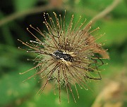Phalangium opilio (Hornlocke) (2)