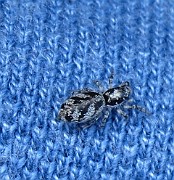 Spider01 (8561)