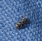 Spider01 (8567)
