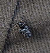 Spider01(8563)