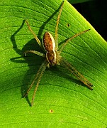 Spider02 (2770)