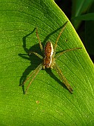 Spider02 (2771)