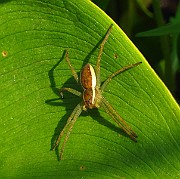 Spider02 (2772)