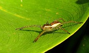 Spider02 (2773)