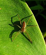 Spider02 (2774)