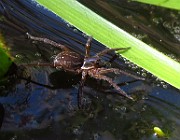 Spider03 (2779)