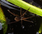 Spider03 (2781)
