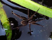 Spider03 (2784)
