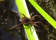 Spider03 (2785)
