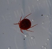 Tick01 (8553)