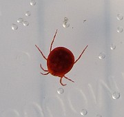 Tick01 (8556)