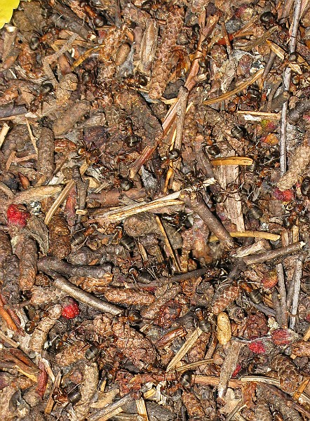 Ant01 (2).JPG