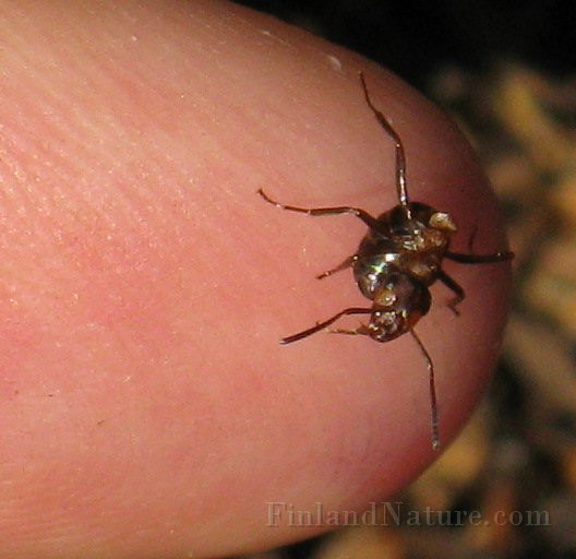 Ant01 (3).JPG