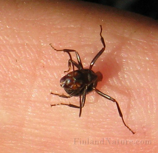 Ant01 (5).JPG
