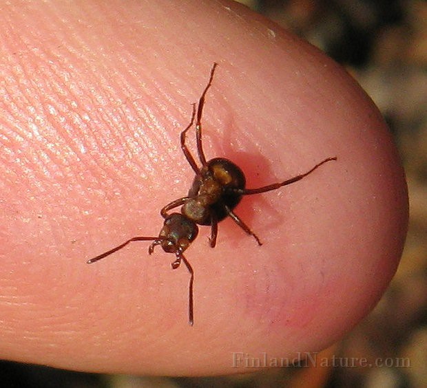 Ant01 (6).JPG